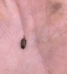 Microrhopala vittata