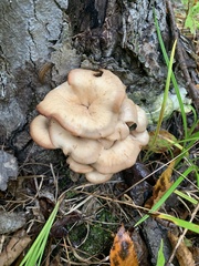 Lentinellus cochleatus