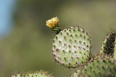 Opuntia oricola