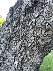 Platanus racemosa