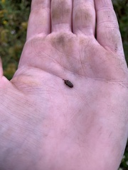 Microrhopala vittata