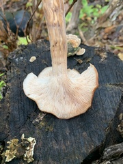 Lentinellus cochleatus