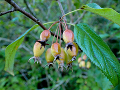 Malus fusca