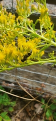Ancistrocerus