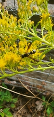 Ancistrocerus