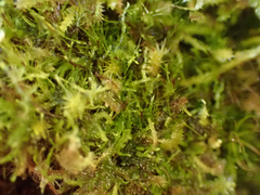 Dicranodontium denudatum
