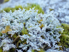 Stereocaulon saxatile