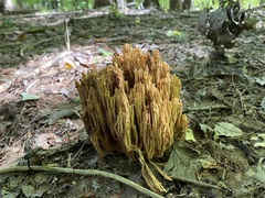 Ramaria stricta