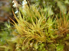 Dicranodontium denudatum