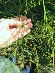 Asparagus officinalis