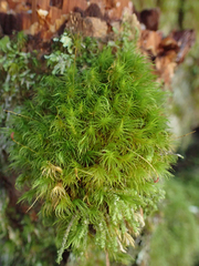 Dicranum fuscescens