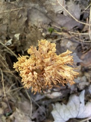 Ramaria stricta
