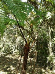 Cyathea