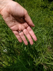Panicum virgatum spissum