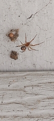 Steatoda nobilis