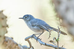 Polioptila californica