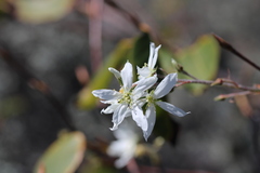Amelanchier