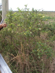 Solanum bonariense