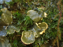 Peltigera membranacea