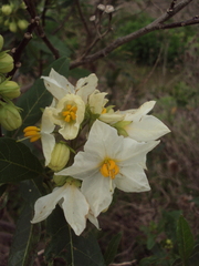 Solanum bonariense