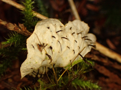 Peltigera membranacea