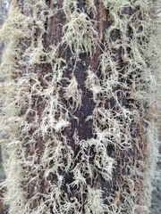 Usnea