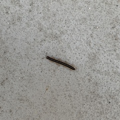 Asiomorpha coarctata