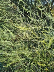 Asparagus officinalis