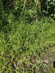 Urochloa mutica