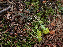 Sedum lanceolatum