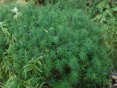 Polytrichastrum alpinum