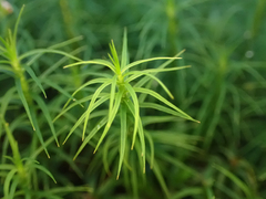 Polytrichastrum alpinum