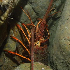 Panulirus interruptus