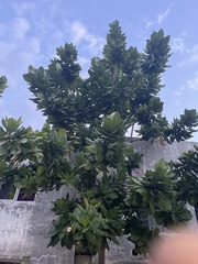 Barringtonia asiatica
