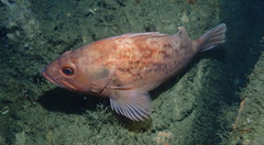 Sebastes auriculatus