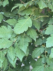 Koelreuteria paniculata
