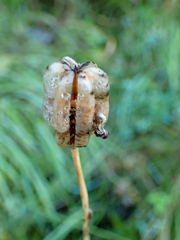 Fritillaria camschatcensis