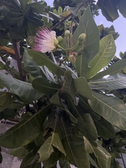 Barringtonia asiatica