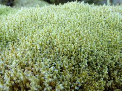 Racomitrium elongatum