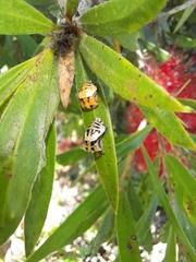 Harmonia testudinaria