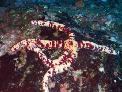 Ophidiasteridae