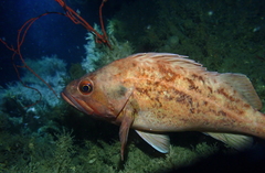 Sebastes auriculatus