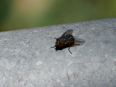 Calliphora