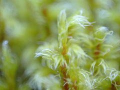 Racomitrium elongatum