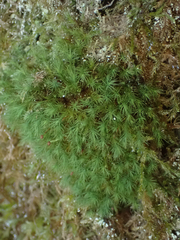 Bartramia pomiformis