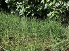 Panicum repens