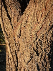 Koelreuteria paniculata
