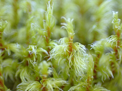 Racomitrium elongatum