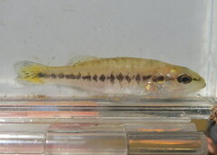 Micropterus punctulatus