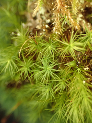 Bartramia pomiformis